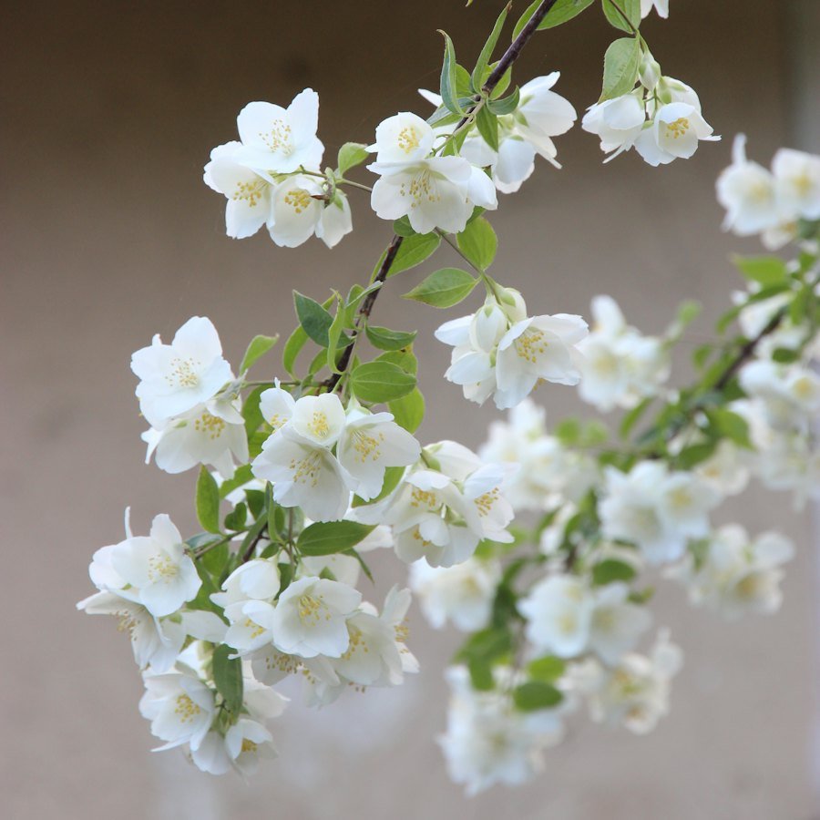 Fresh Flower Gajra (Floral Bracelet)